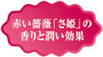 �ӡ��Х󥸥祢388 �������ץ����������