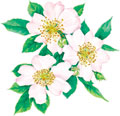 �ӡ��Х󥸥祢388 �������ץ����������