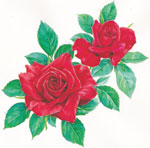 �ӡ��Х󥸥祢388 �������ץ����������