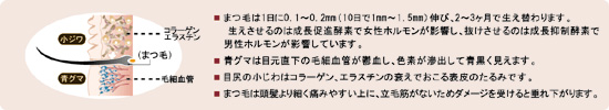�ӡ��Х󥸥祢�������������Ʊ�